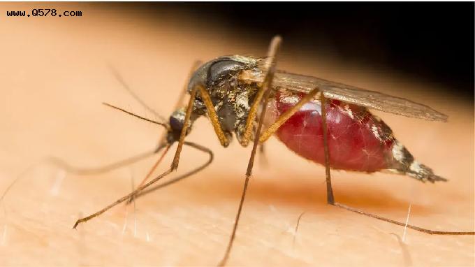 为何夏天不能摆脱被蚊子叮咬？新研究揭示蚊子“无懈”的嗅觉系统