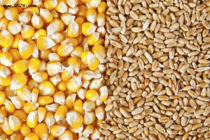 小麦价格止涨回落，玉米抗跌支撑显现，后期走势如何？