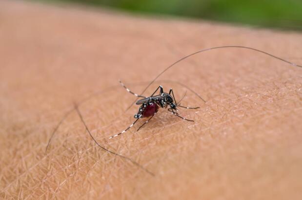 什么血型招蚊子?最招蚊子的血型排行