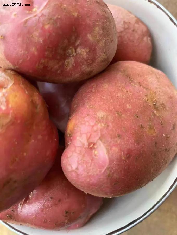 发芽的土豆到底能不能吃？