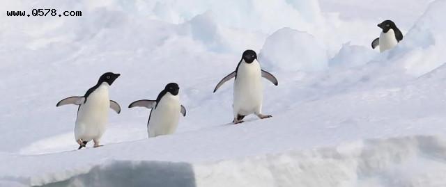 帝企鹅将在数十年内面临严重灭绝风险？对话南极研究所生物学家