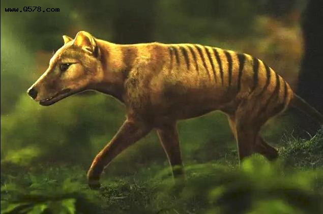 科学家宣布计划复活已灭绝的塔斯马尼亚虎