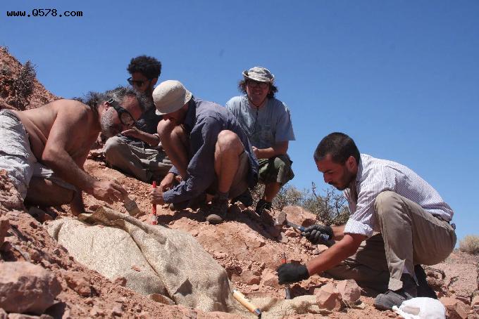 阿根廷出土了小型装甲恐龙遗骸