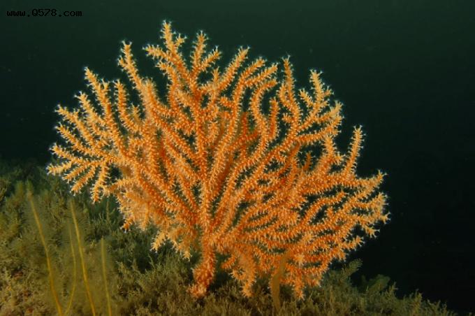 研究人员预测英国标志性珊瑚栖息地将随气候变化向北扩展