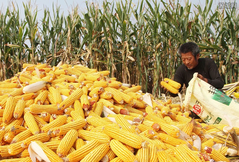 八个月时间玉米价格经历了一个轮回 2022走势预测能涨价吗