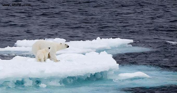 全球高温预警，科学家或通过浮游生物来对抗全球变暖