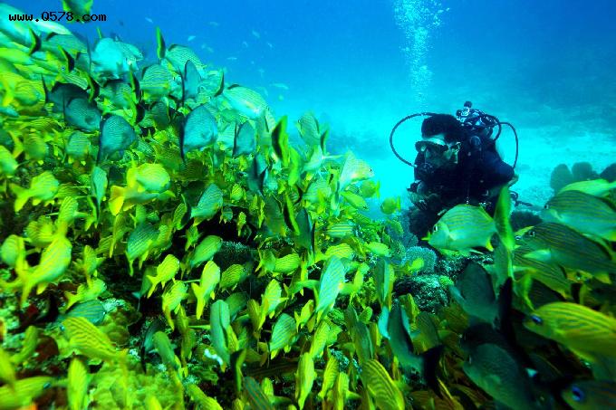 加勒比海多地马尾藻成灾、环境恶化，暂缓旅游