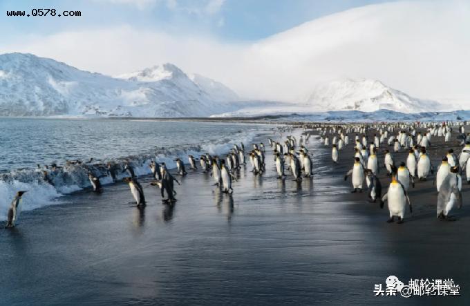 银海游轮宣布四趟专为中文宾客量身定制南极探险之旅