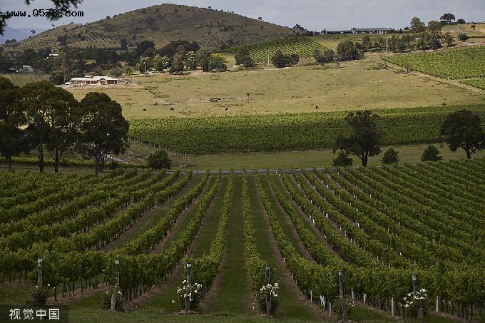 澳葡萄酒产区种植者：丢了中国市场，“我失去种地的动力”