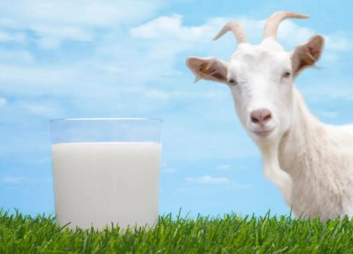中国最好的羊奶粉排名 十大放心羊奶粉品牌排行