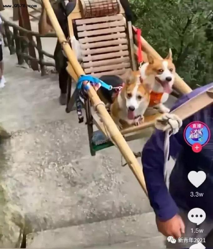 狗坐轿子上泰山，是不是也算炫富呢？