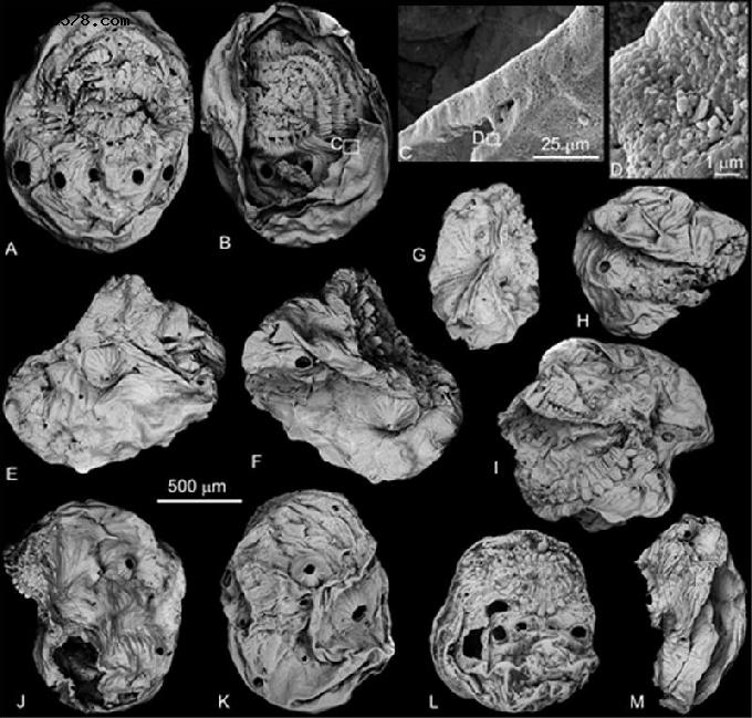 毫米大小，长相奇特……5.35亿岁的它，究竟是后口动物还是蜕皮动物？