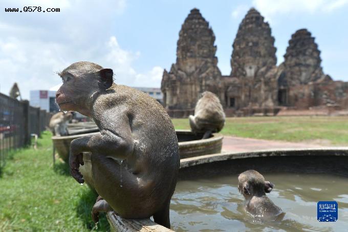 泰国华富里府的猴子