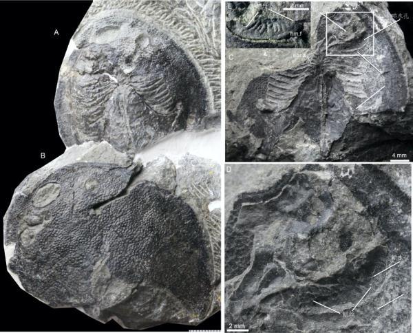 远古发现｜化石揭示：人类的中耳曾经是鱼类的鳃