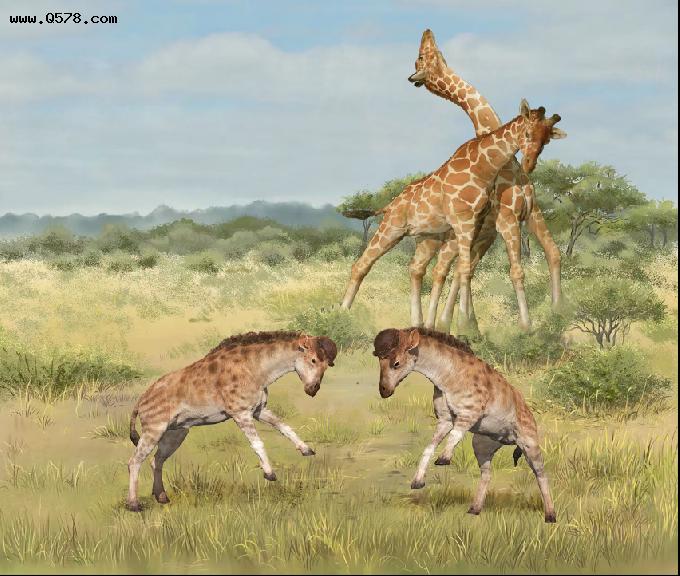 远古发现｜长颈鹿脖子为何变长？奇异化石揭示演化关键驱动力