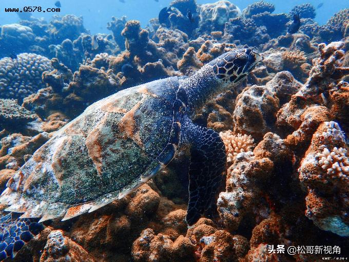 被塑料垃圾围困而面临灭绝的海龟，迫在眉睫的拯救