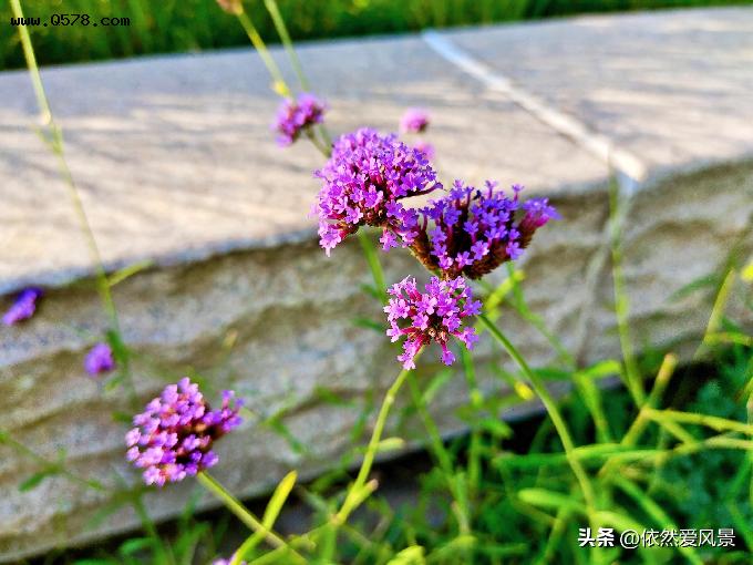 公园里的紫色云霞-柳叶马鞭草