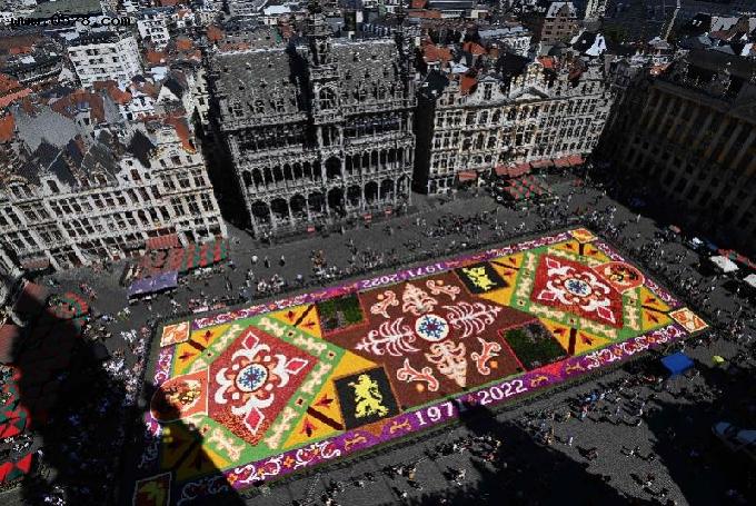 现场：100万株秋海棠在广场上铺成鲜花地毯，图案中有狮子