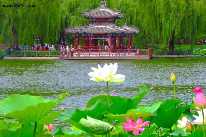 北京赏荷宝藏公园，仅需2元穿越江南梦境，画面美得不真实