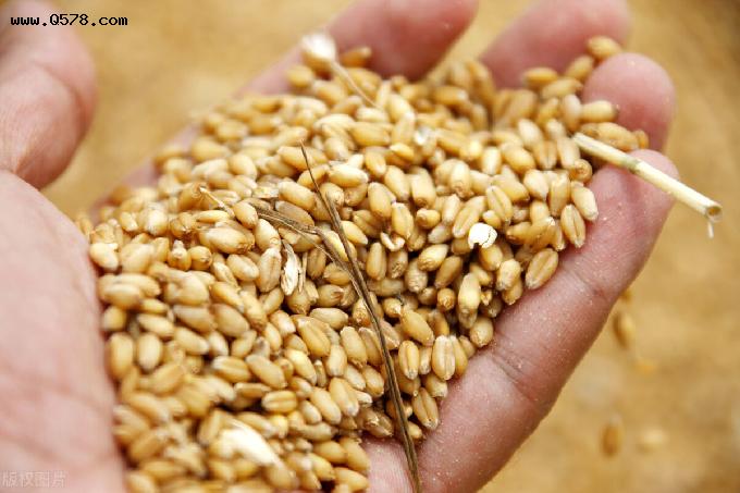 小麦价格大涨，面粉也涨价，行情要反转？7月24日全国小麦价格