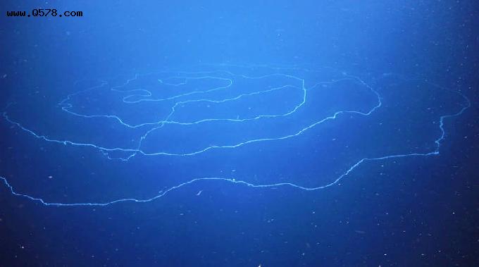发现世界上最大的动植物个体！肉身藏海底绵延180公里 高龄4500岁