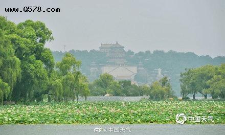 北京暑热正浓 颐和园荷花与莲蓬构成夏日画卷