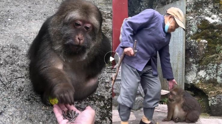 男子在寺庙遇到灵性独臂猴 当年一位大师救了它