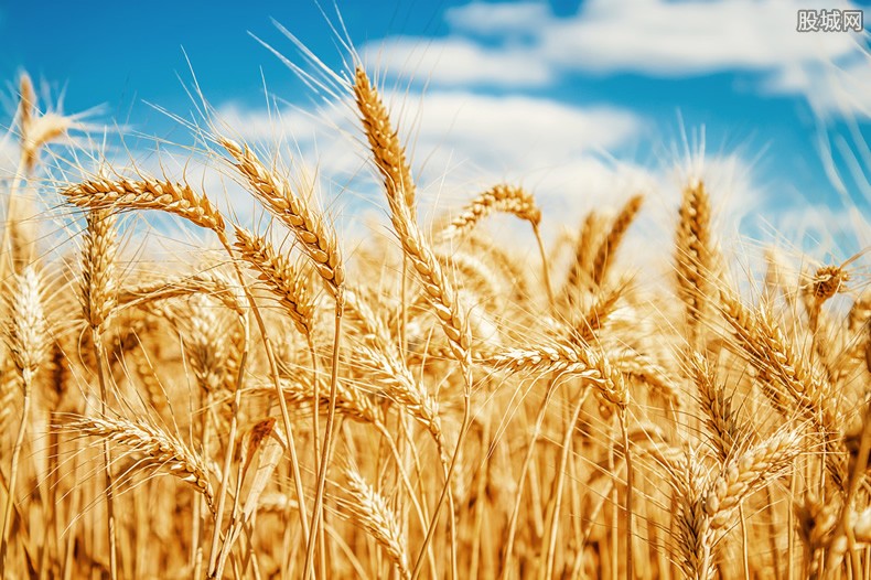 小麦什么时间播种最合适 这一个因素最重要看看各地最佳播种期