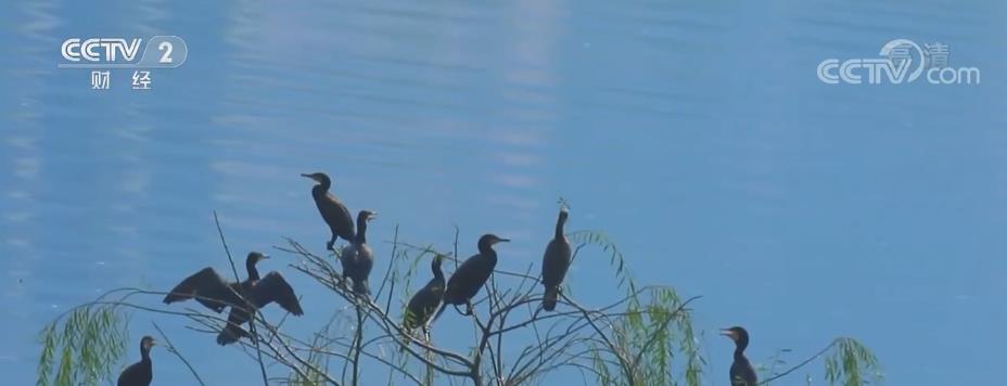 汉丰湖湿地生机勃勃 大批越冬候鸟成群集结