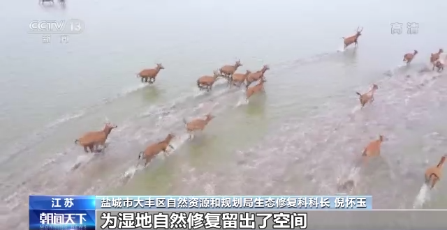 湿地保护成效明显！江苏大丰麋鹿种群数量已达7033头