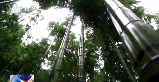 国家林草局：到2025年 全国竹产业总产值突破7000亿元